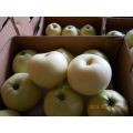 Gloden delicious apple in large quantity with low price